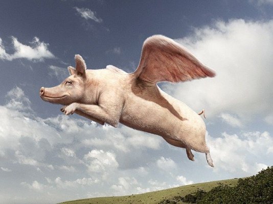 flying-pig-1.jpg