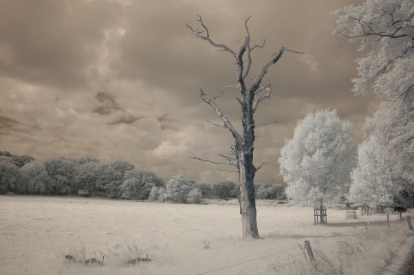 Cheshire dead tree at Little Moreton resized for THs.jpg