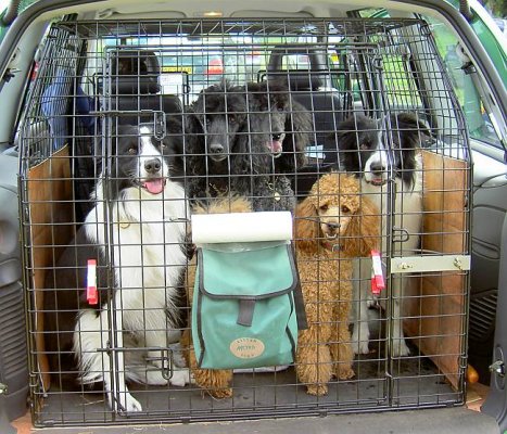 all dogs in cage.jpg