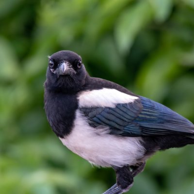 00450_Magpie_Gary Haigh.jpg