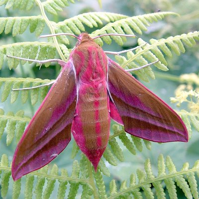 elephant hawk moth.jpg