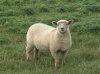 00518826 - 250x187 SHEEP.jpg