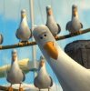 finding_nemo_seagulls_sydney_harbour.jpg