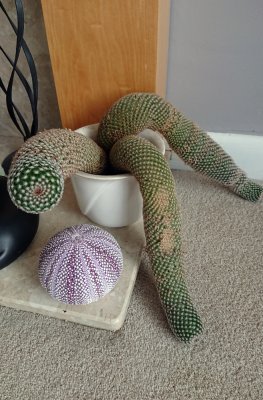 cactus.jpg