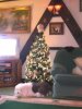 xmas tree 002.jpg