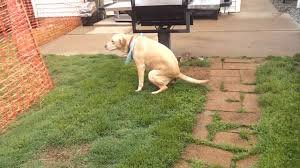 A dog taking a poop!!! Share with a friend. - YouTube