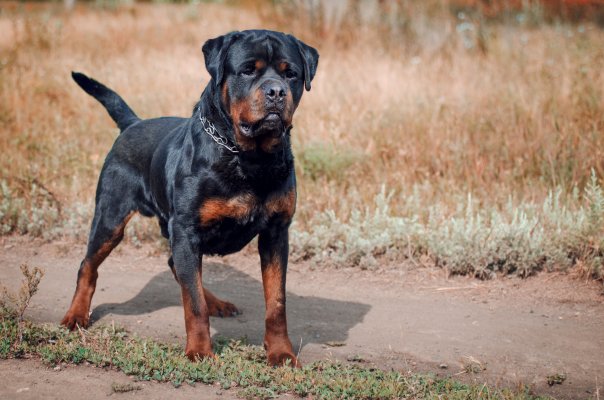 rottweiler-868607572.jpg