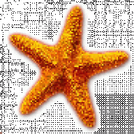 Starfish