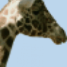 Giraffen