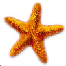 Starfish