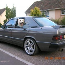 the dogs ride, even my dog rides in the 190