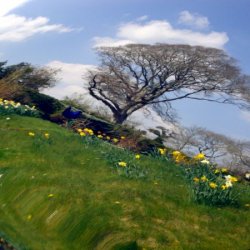 When all at once I saw a crowd,
a host, of golden daffodils.