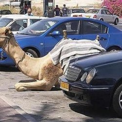 ParkedCamel