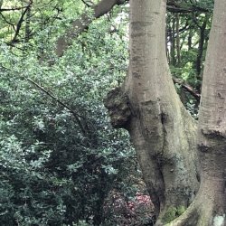 A person stuck in a tree