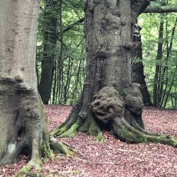 Laughing tree