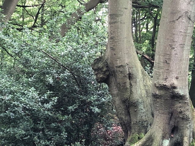 A person stuck in a tree